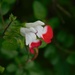 Salvia Hot Lips by 365anne