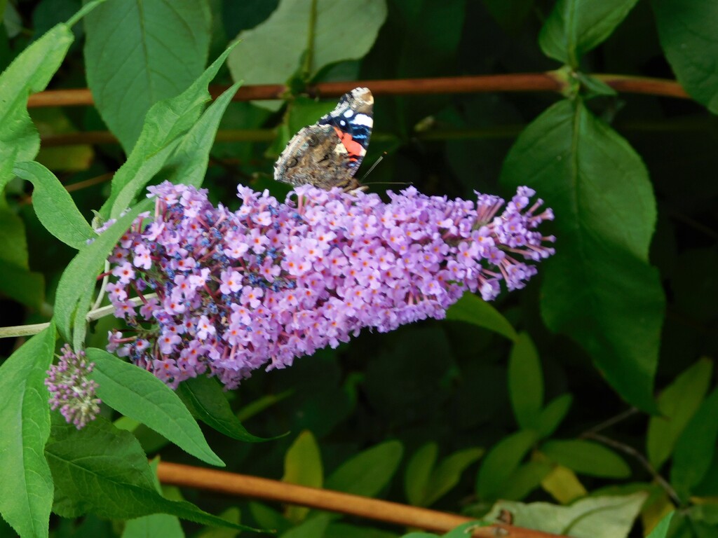 Butterfly on Buddlia by 365anne