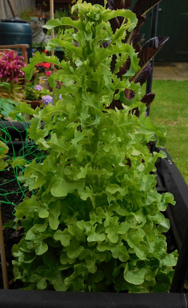 Lettuce has bolted! by 365anne