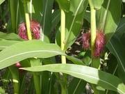 5th Aug 2023 - Sweet Corn Galore 