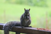 5th Aug 2023 - Sharing my Cereal with a Squirrel
