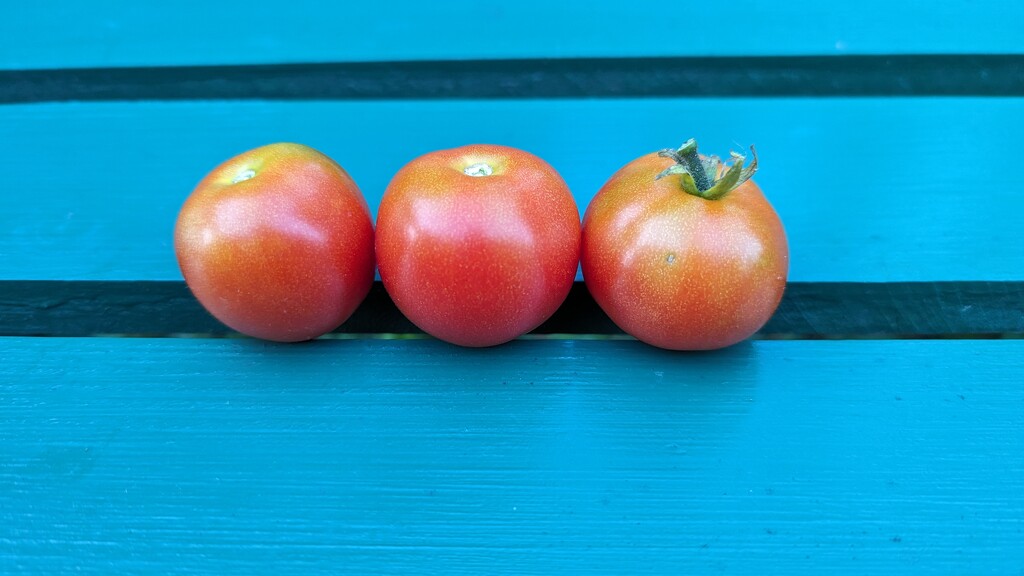 Little Garden Tomatoes  by julie