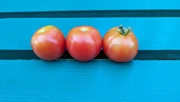 5th Aug 2023 - Little Garden Tomatoes 