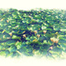 A Sea of Waterlilies by gardencat