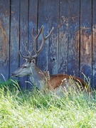 6th Aug 2023 - Common deer