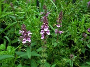 6th Aug 2023 - Wild orchids.