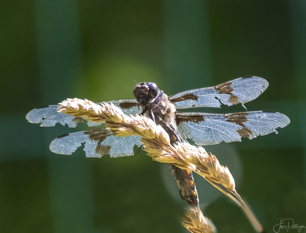 Dragonfly Has Seen Better Days  by jgpittenger