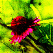 6th Aug 2023 - 6 Abstract Bloom