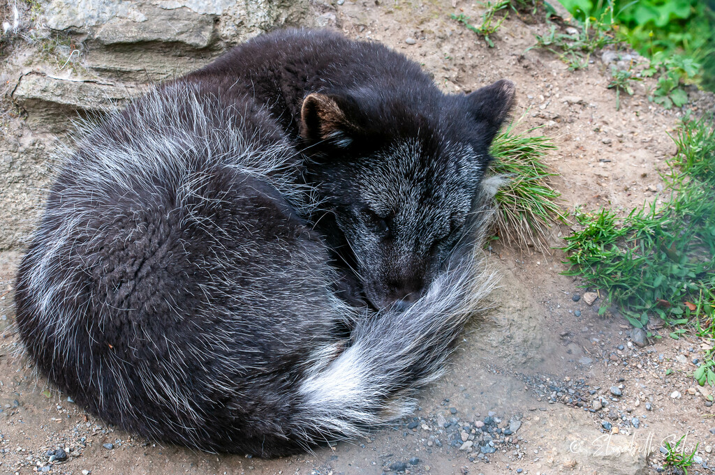 A sleeping Arctic fox by elisasaeter