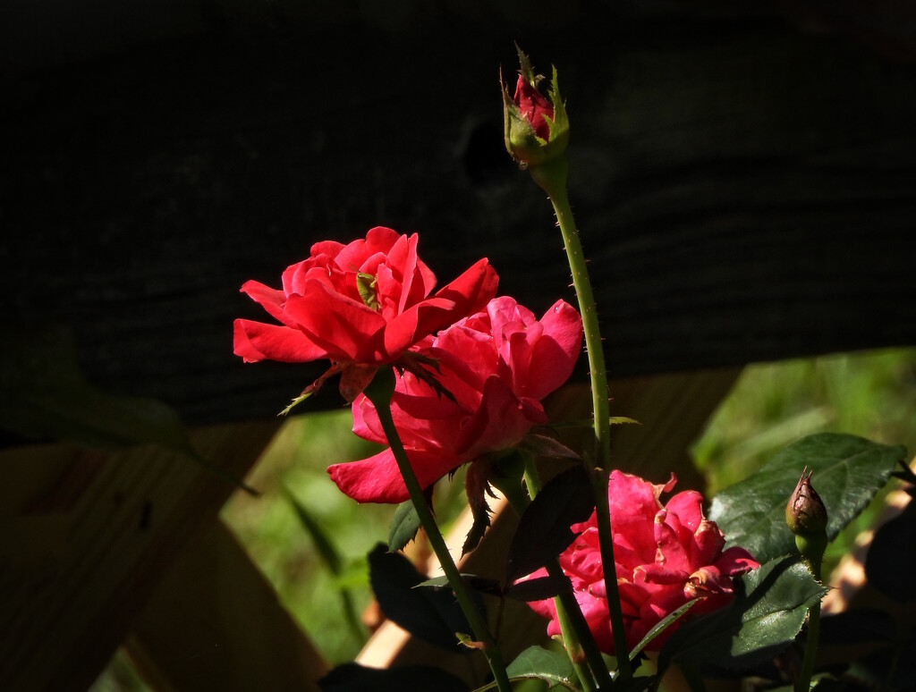 Grasshopper among the rose blossoms... by marlboromaam