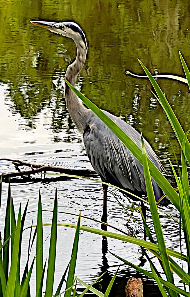 Great Blue Heron by congaree