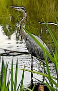 6th Aug 2023 - Great Blue Heron