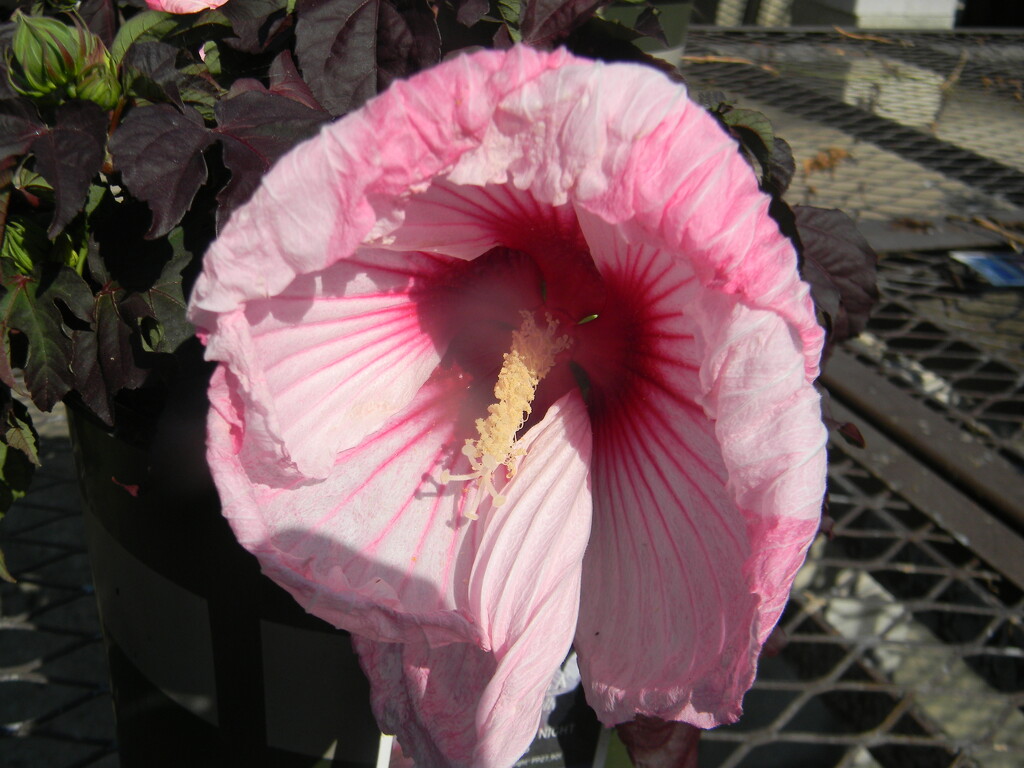 Hibiscus Flower at Lowe's  by sfeldphotos
