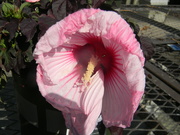 6th Aug 2023 - Hibiscus Flower at Lowe's 