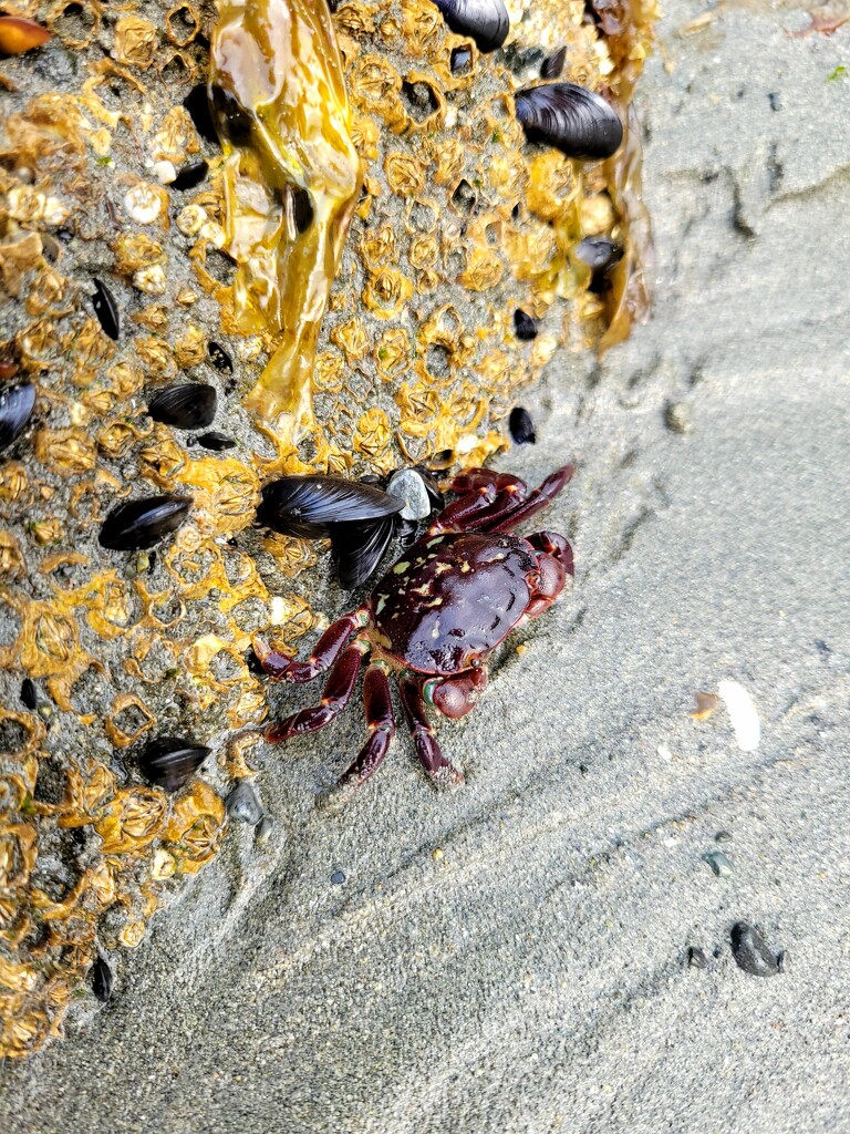 Little Crab by kimmer50