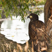 Baby Bald Eagle Photo #2 by bjywamer