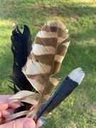 5th Aug 2023 - A three-feather day