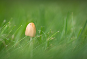 6th Aug 2023 - mushroom macro, bonus bug