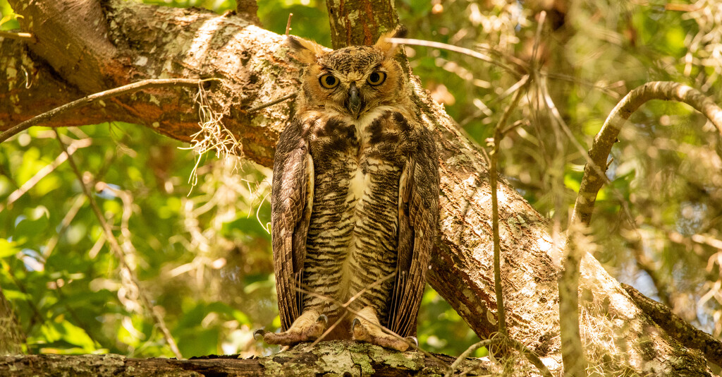 Great Horned Owl Posing for Me! by rickster549