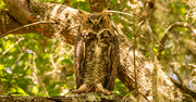6th Aug 2023 - Great Horned Owl Posing for Me!