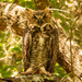 Great Horned Owl Posing for Me! by rickster549