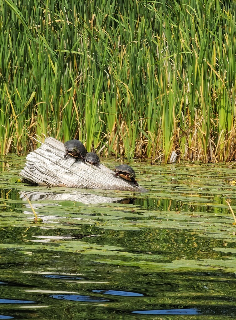 2 of 3 turtles by edorreandresen