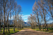 7th Aug 2023 - The road leading to Blaauwklippen