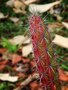 7th Aug 2023 - Scarlet hedgehog cactus (my “Plant” app says.) No need for me to “sharpen” this image!