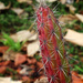 Scarlet hedgehog cactus (my “Plant” app says.) No need for me to “sharpen” this image! by johnfalconer