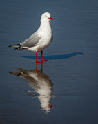 7th Aug 2023 - Seagulls Reflection