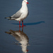 Seagulls Reflection by 365projectclmutlow