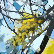 6th Aug 2023 - Abstract 6 - Wattle