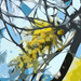Abstract 6 - Wattle by annied