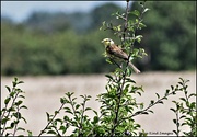 7th Aug 2023 - Yellowhammer today