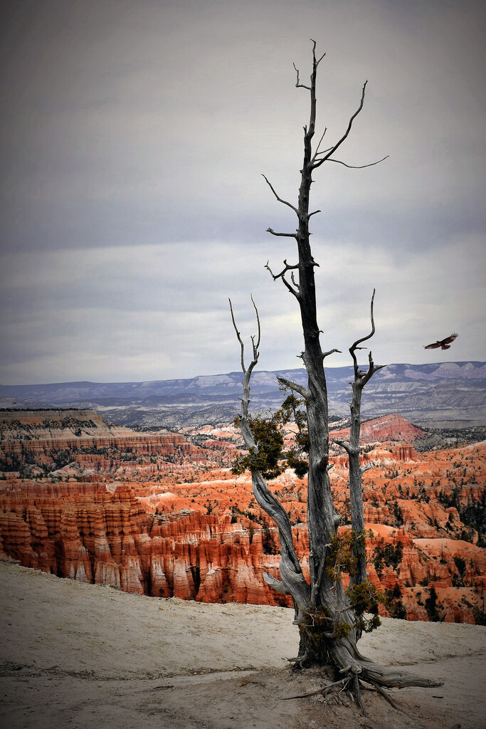 Bryce Canyon by 365projectorgchristine