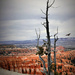 Bryce Canyon by 365projectorgchristine