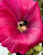 4th Aug 2023 - Busy Bee