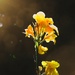 LHG_6336Shoot into the light, Yellow canna by rontu