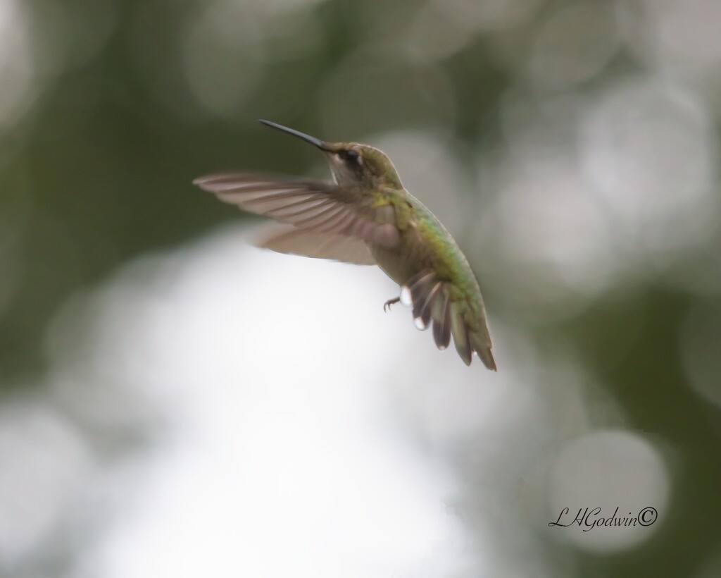 LHG_6270 Hummer  in morning clouds by rontu