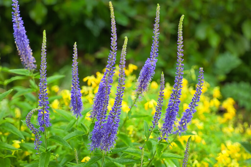 Garden speedwell by okvalle