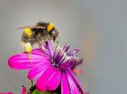 7th Aug 2023 - Busy Bee 