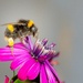 Busy Bee  by billyboy