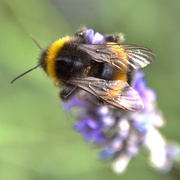 7th Aug 2023 - bumble bee on lavender 
