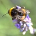 bumble bee on lavender  by ollyfran