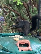 7th Aug 2023 - Enjoying a Peanut 