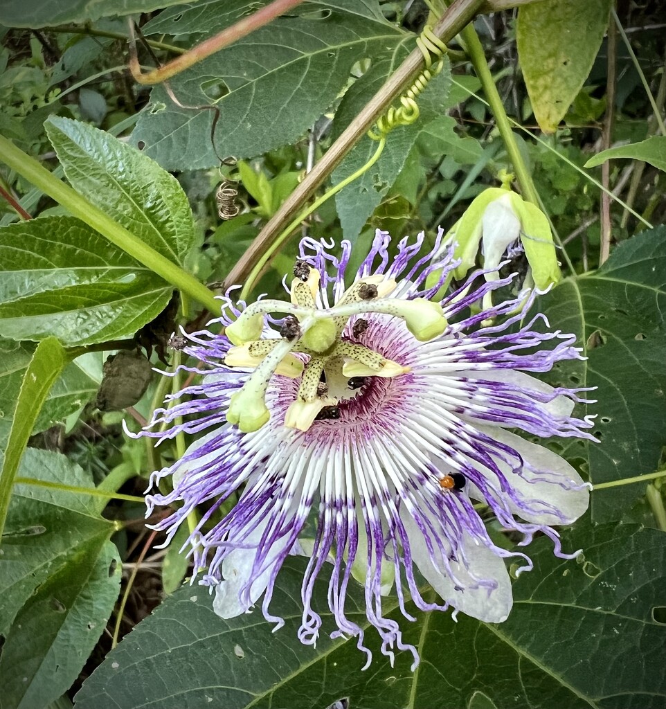 Passion Flower Growing Wild by calm