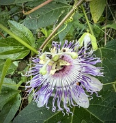 5th Aug 2023 - Passion Flower Growing Wild
