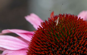 7th Aug 2023 - Critter on the Coneflower