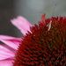 Critter on the Coneflower by cdonohoue