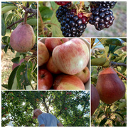 7th Aug 2023 - Harvesting fruit